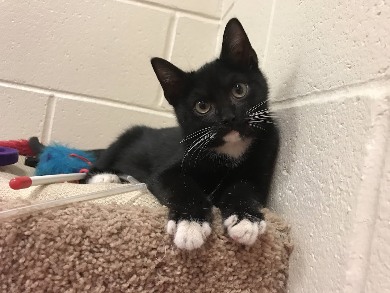 A tuxedo cat with white chin and gloves sitting on the end of a carpeted shelf with an appealing expression A tuxedo cat with white chin and gloves sitting on the end of a carpeted shelf with an appealing expression